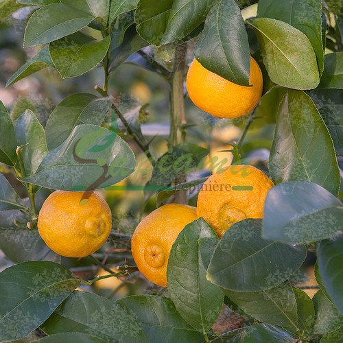 LIMONETTE DE MARRAKECH