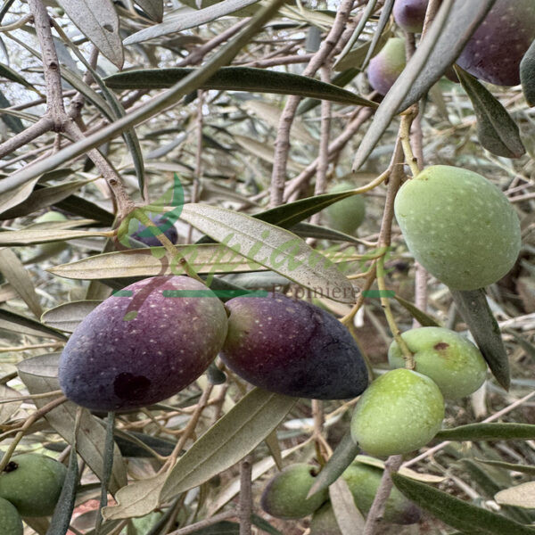 PICHOLINE DE LANGUEDOUC