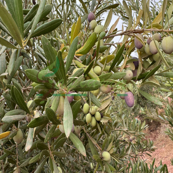 ARBOSANA