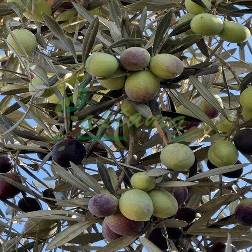 PICHOLINE MAROCAINE