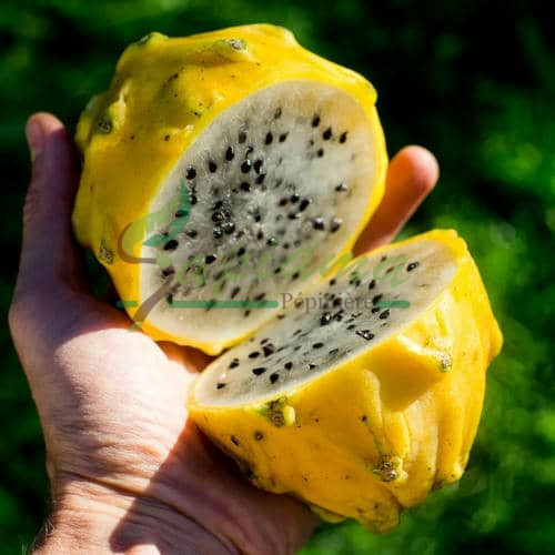 Sapiama-Pitaya_1